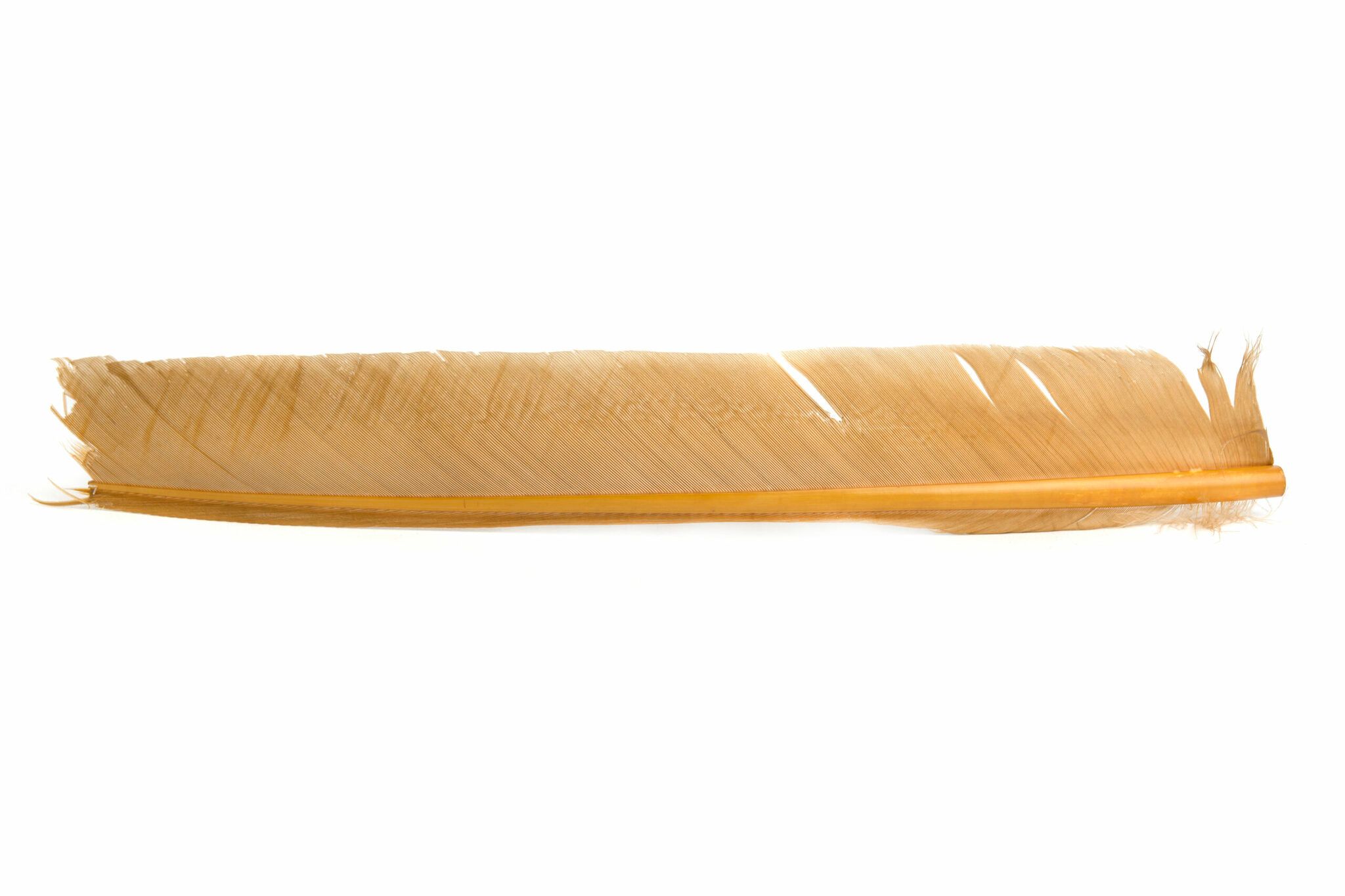 Turkey Biot Quills - Hareline