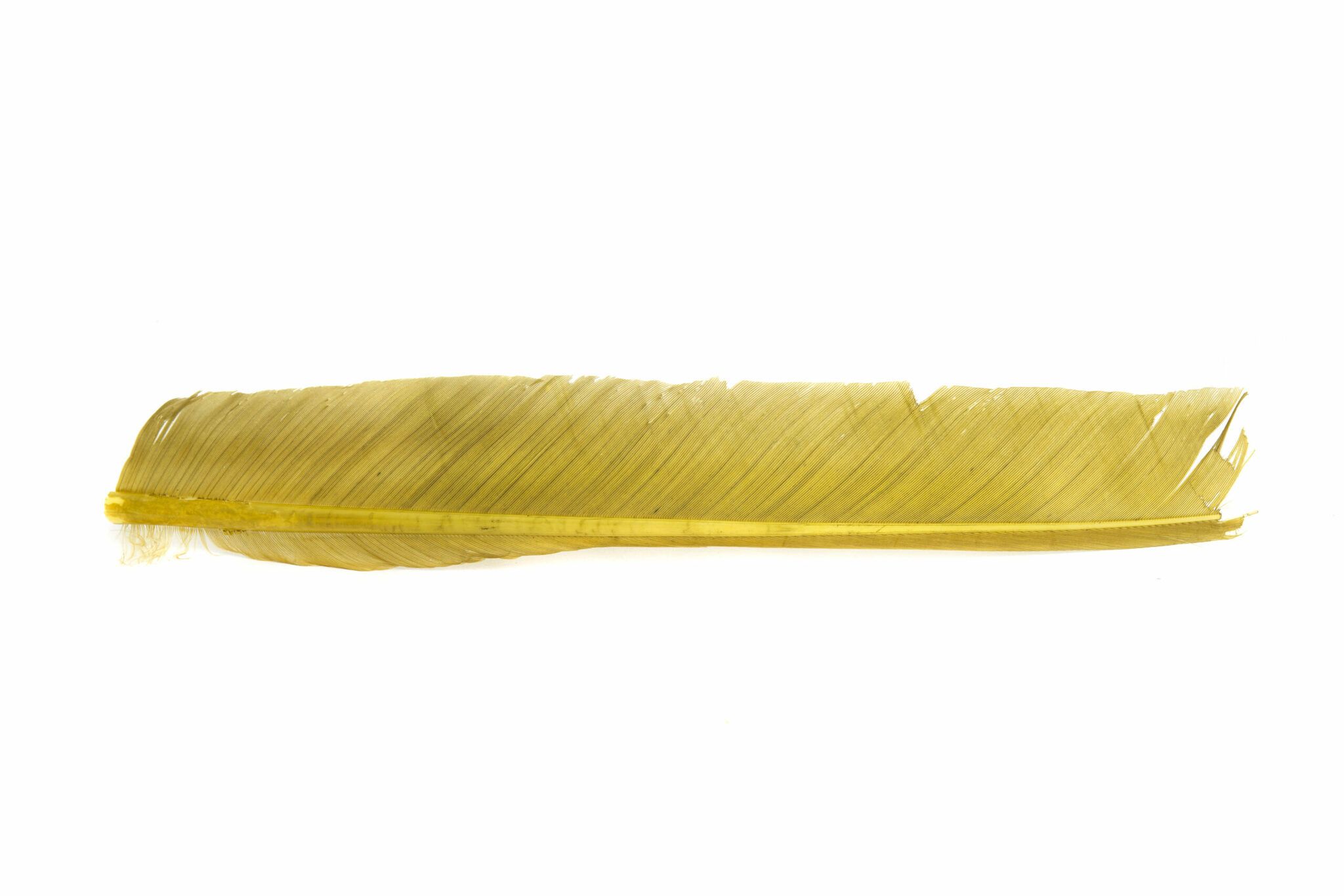 Turkey Biot Quills - Hareline