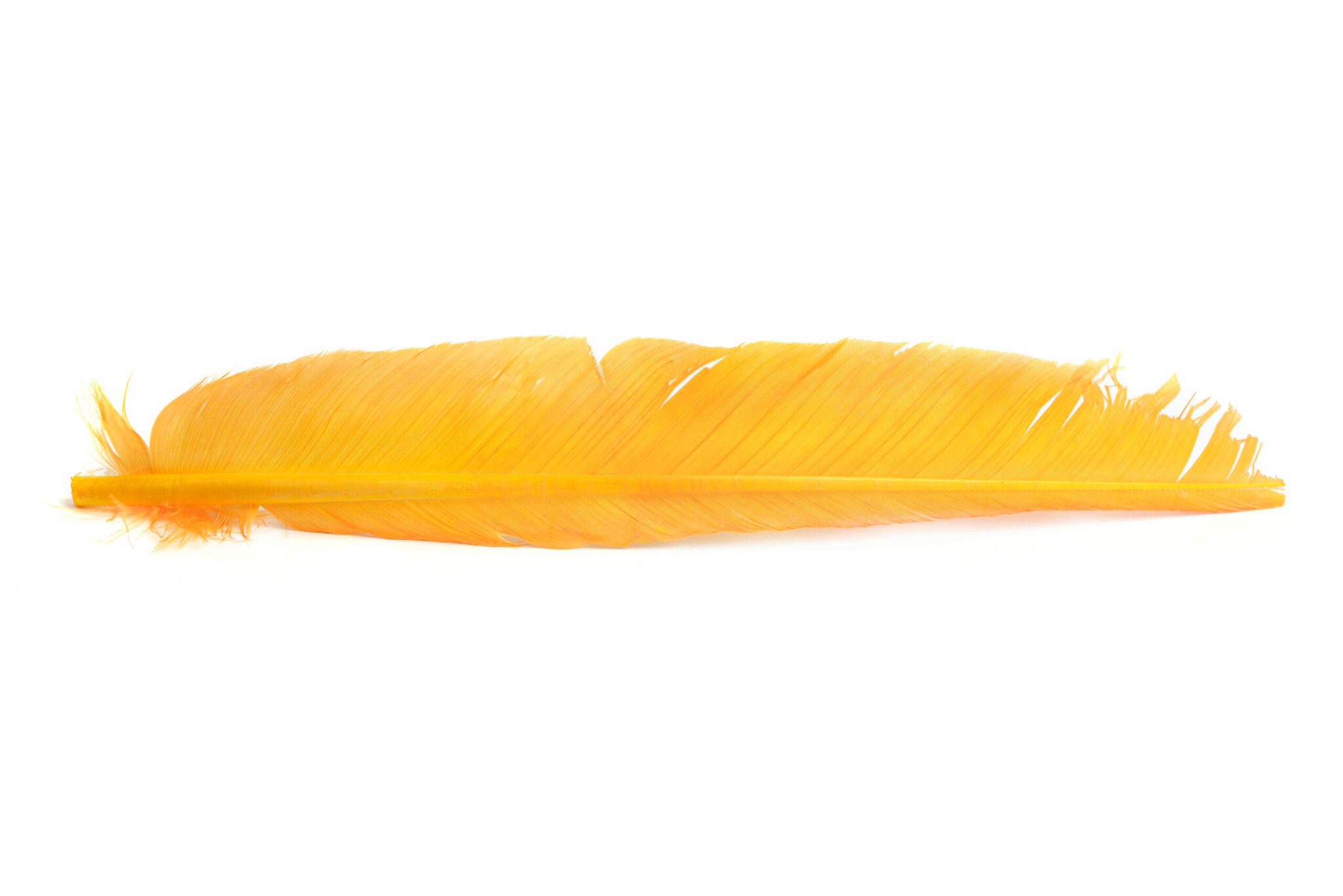 Turkey Biot Quills - Hareline