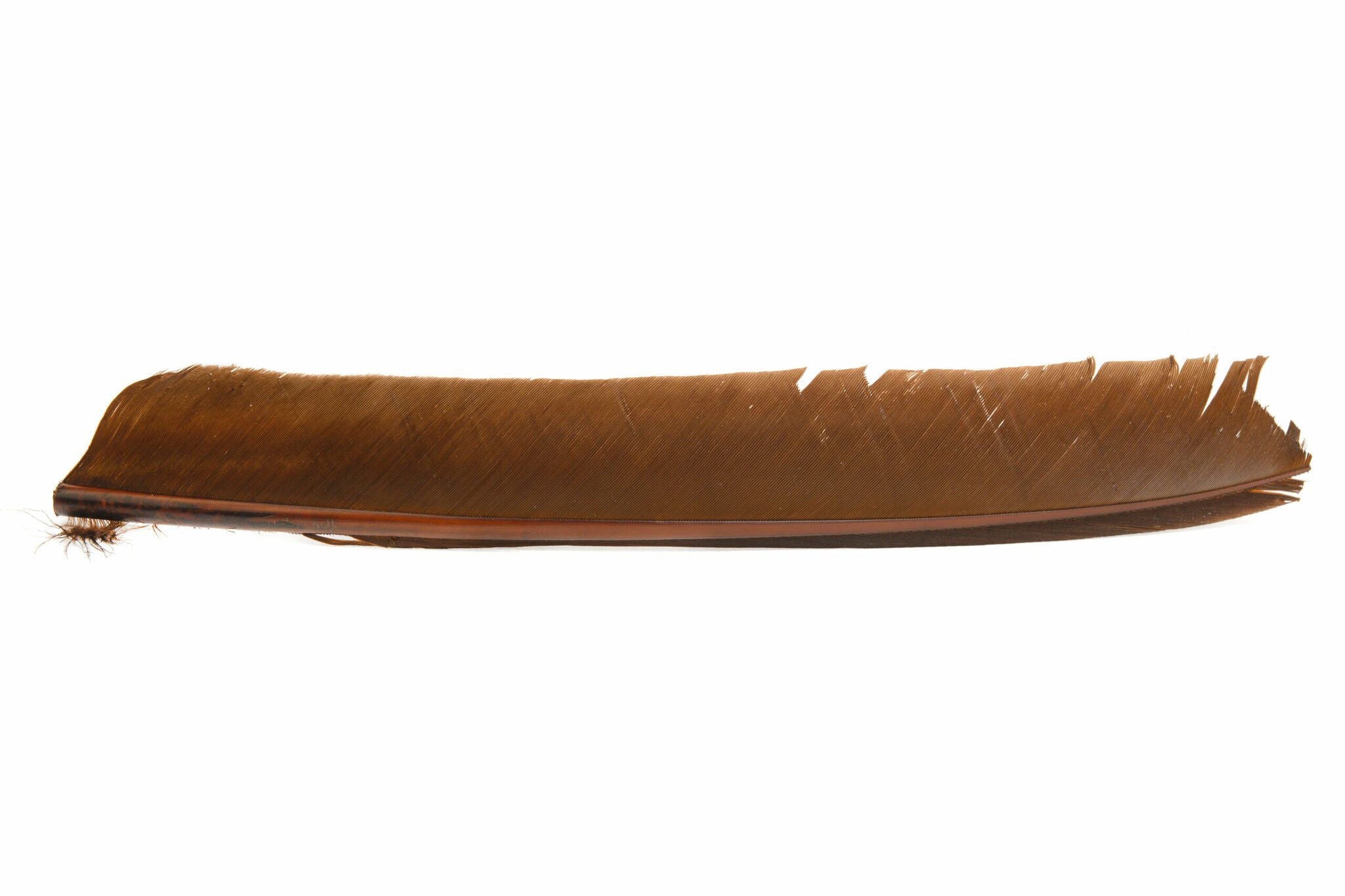 Turkey Biot Quills - Hareline