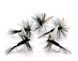 Black Gnat #14