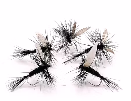 Black Gnat #14