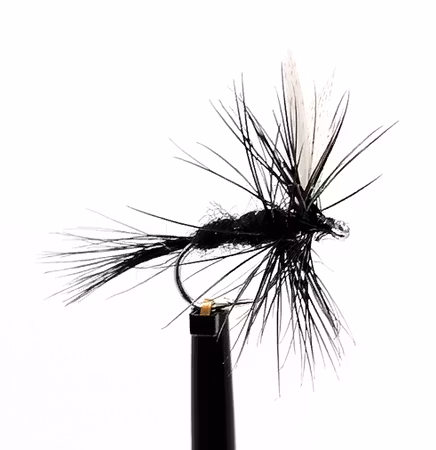 Black Gnat #14