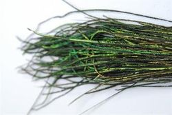 Peacock Hearl Mosquito