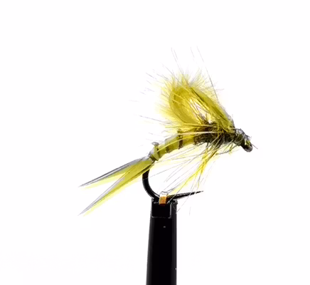 Kläckare Olive #16