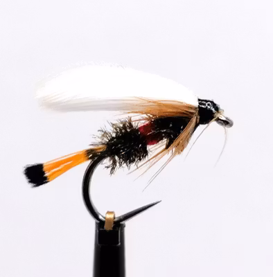 Royal Coachman #12