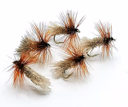 Goddard Caddis