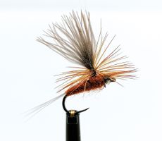 Vespertina Brown #16