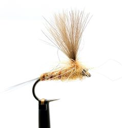 Aurivilli #12