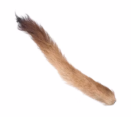 Kiptail -Kalvsvans Wapsi