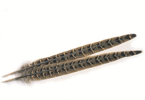 Pheasant Hen (Ringneck) Center Tails Veniard