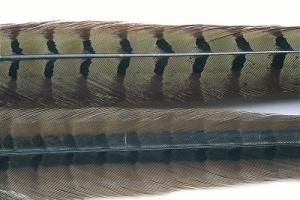 Pheasant Cock (Ringneck) Center Tails Veniard