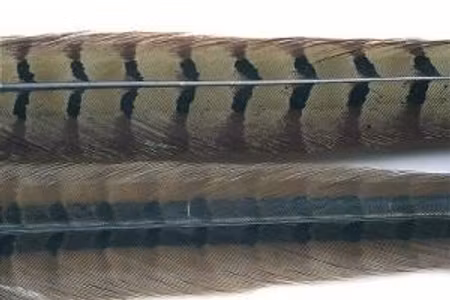 Pheasant Cock (Ringneck) Center Tails Veniard
