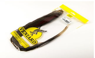 Golden Pheasant Complete Tail Veniard