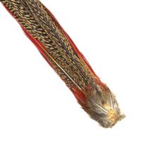 Golden Pheasant Complete Tail Veniard