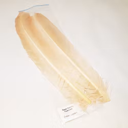 Turkey Feathers Dyed Troutline
