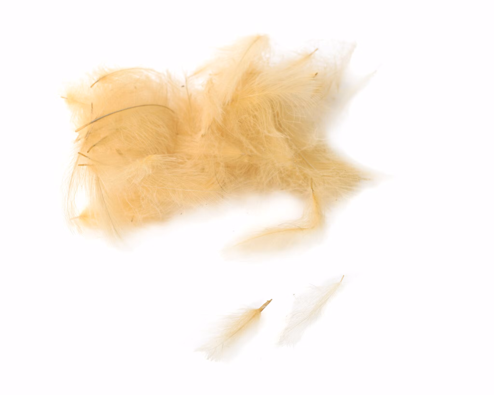 Flydressing Premium CDC