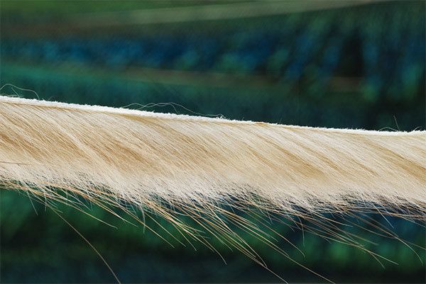 Troutline Muskrat zonkers -strips of 3mm
