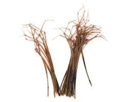 PHEASANT COCK RINGNECK DADDY LEGS Veniard