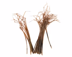 PHEASANT COCK RINGNECK DADDY LEGS Veniard