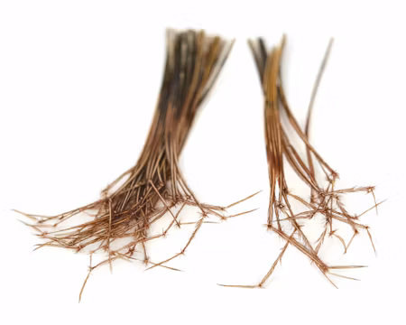 PHEASANT COCK RINGNECK DADDY LEGS Veniard