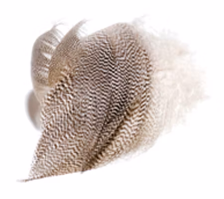 Teal Flank Natural FlyCo