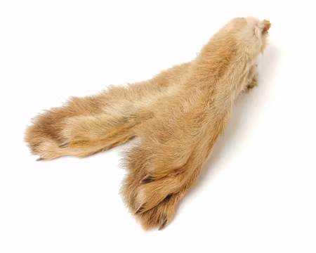 Hares Feet Wapsi
