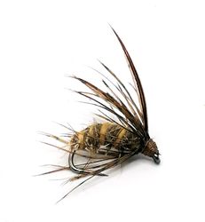 Dark Brown Pupa  #12