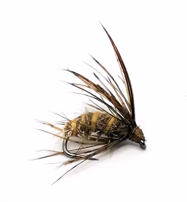 Dark Brown Pupa  #12