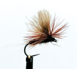 Mörk Brun Dagslända  #14