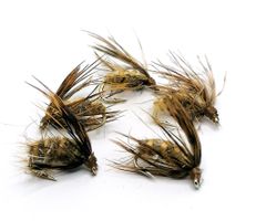Dark Brown pupa #12
