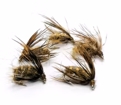 Dark Brown pupa #12