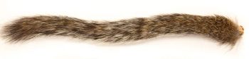 Squirrel Tail Wapsi