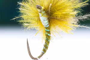 nymph