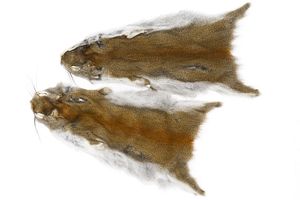 Eastern Grey Squirrel Skin Tanned