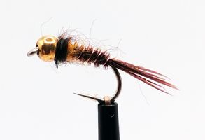 Pheasant-PL-Yellow #14