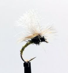 Klinkhammer Olive Biot  #14