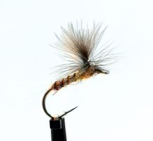 Aurivillii  #14