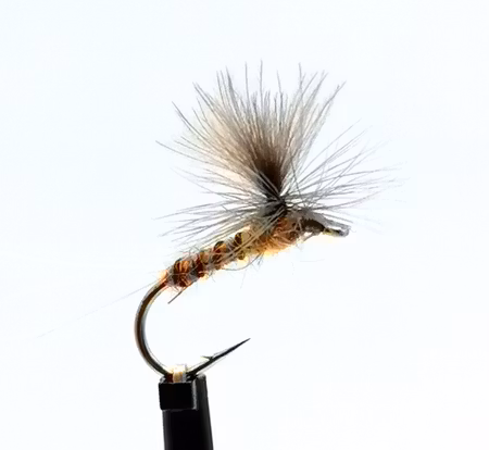 Aurivillii  #14
