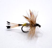 Royal Adams Female #14