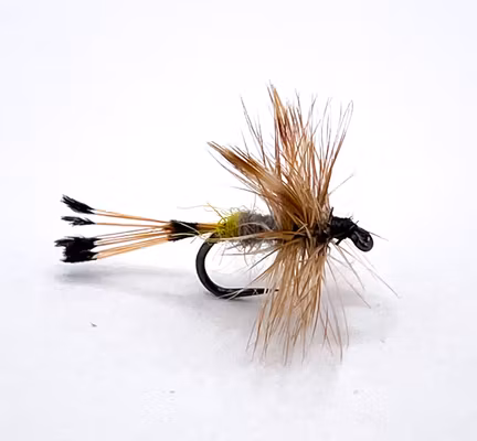 Royal Adams Female #14