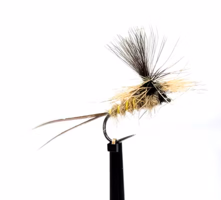 Atherton No 5 #12
