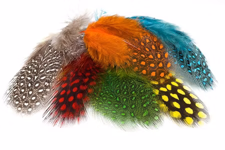 Selected Guinea Fowl Feathers
