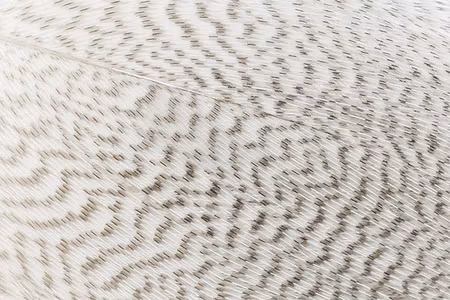 Premium Mallard Barred Feathers