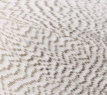 Premium Mallard Barred Feathers