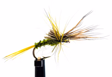 Olive Biot Cripple #18