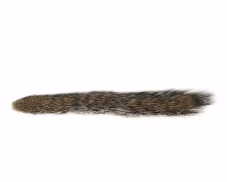 Squirrel Tail Wapsi