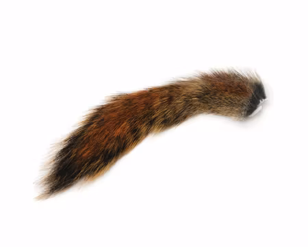 Squirrel Tail Wapsi