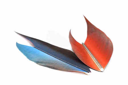 Macaw Side Tail Section