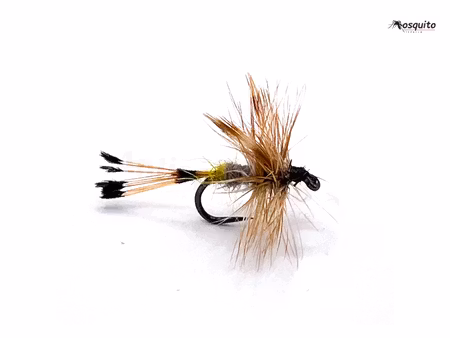 Royal Adams Female #14